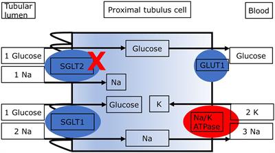 Narrative review investigating the nephroprotective mechanisms of sodium glucose cotransporter type 2 inhibitors in diabetic and nondiabetic patients with chronic kidney disease